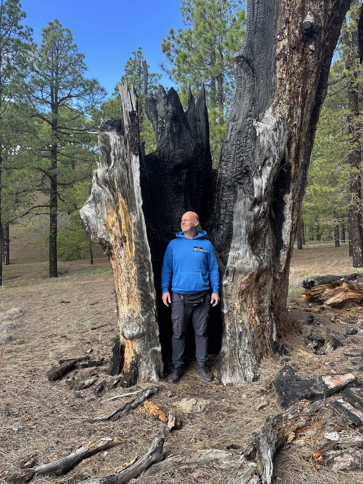 Pegel an einem verkohlten, hohlen Baumstamm im Wald